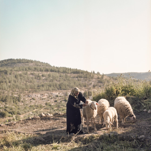 Pauline Beugnies: Battir - 2013-Ongoing Located on hilly land planted of endless rows of ancient oli