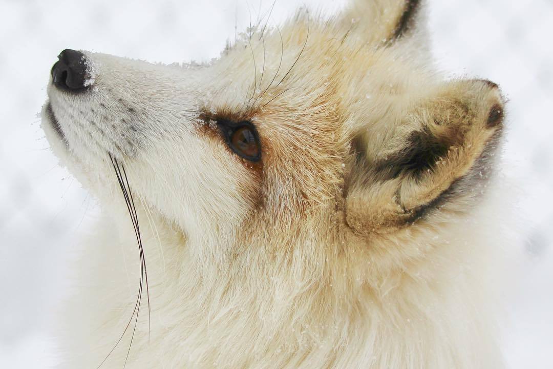 everythingfox:  Majestic red marble fox
