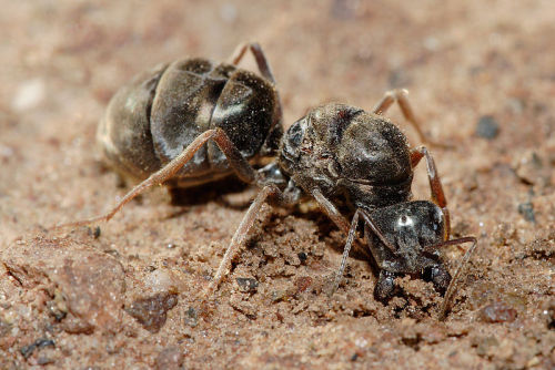 astronomy-to-zoology:Meat Ant (Iridomyrmex purpureus)Also known as the Meat-eater Ant or Gravel ant,