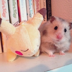 iluvhamsters:  What one is the plushie…?