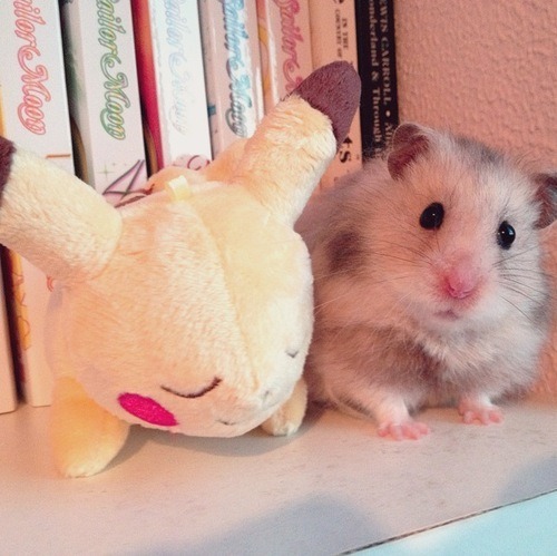 iluvhamsters:  What one is the plushie…? XP 