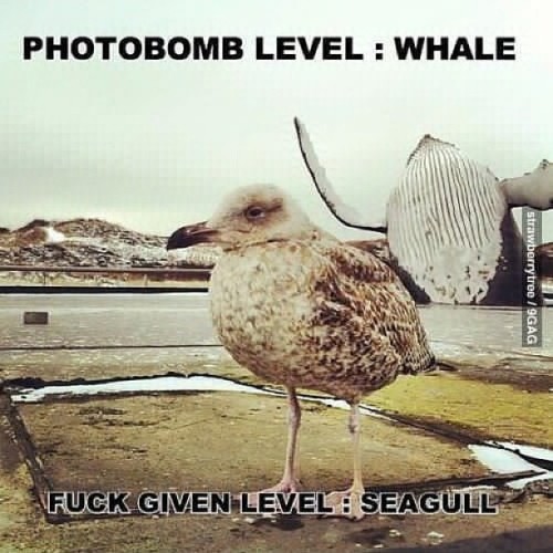 9gag:  Photobombing level: whale 