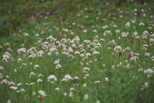 Meadows and Wildflowers