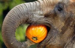 halloweenpictures:  elephant, autumn, pumpkin, halloween 