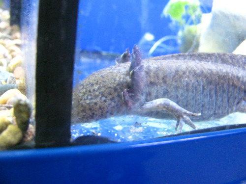 some other buddies from the store the axolotl didnt wanna show his face
