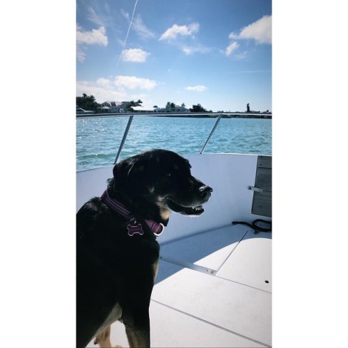 Also can’t forget this babe living her best life in FL now 😍☀️🏝 And as the saying goes “who saved who?”.    #leilanygrenmarmes #vitaminsea #leighbeetravel #tampa #boating #sundayfunday #love #muttsofinstagram #dogsofinstagram #babe #lovewhereyoulive