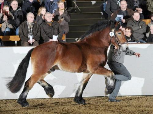 NesquikNewton x HenniRhenish German Coldblood, Stallion15.3hhBorn 2010