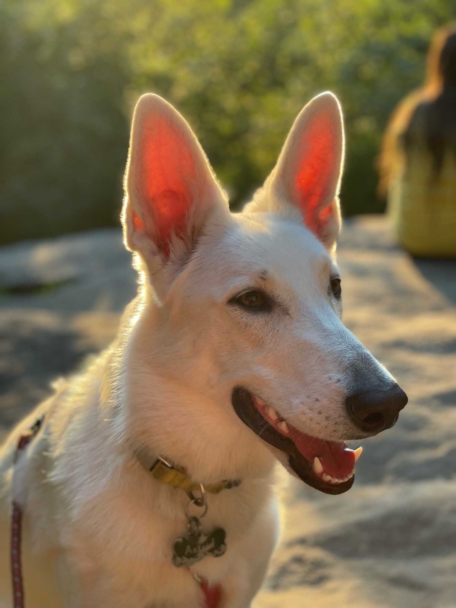 It was a beautiful summer evening for a date night hike with my girls, Astrid had her first hike and she did so well! Always love hiking with @katiiie-lynn and snapping shots. Set up the hammock and waited for sunset🥰 