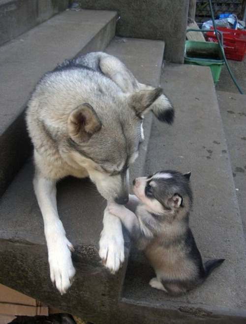 cute-overload:“But mom, can we please stay outside a little longer?”http://cute-overload