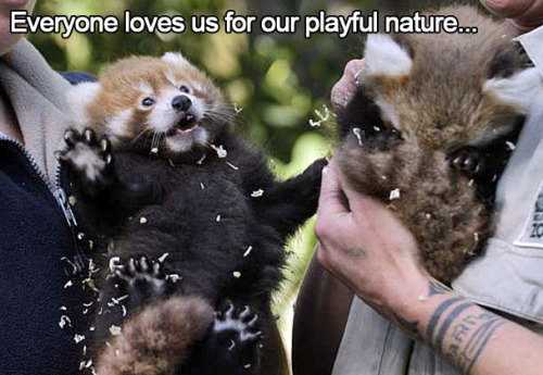 thelustfulkitten:  Don’t let my favorite animal become extinct!! 