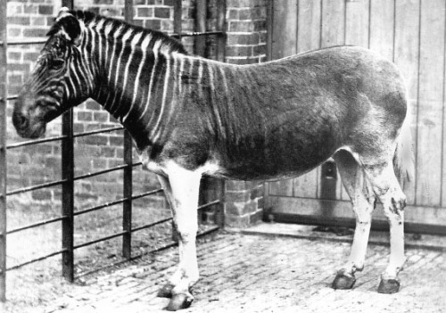 The zebra used to have a close relative called the quagga. The quagga only had stripes on its head a