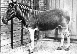 sixpenceee:  The quagga is an extinct subspecies of plains zebra that lived in South Africa until the 19th century. Only one quagga was ever photographed alive and only 23 skins are preserved today.The quagga was also the first extinct animal to have