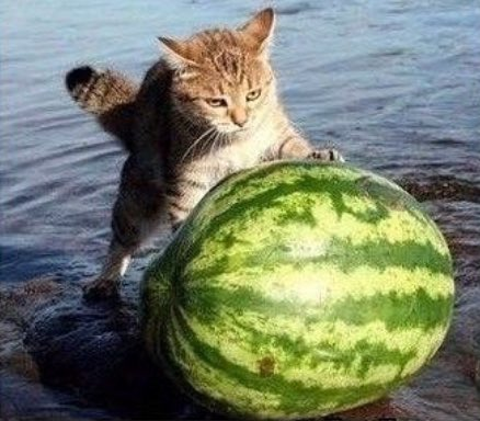 funke:  eve:  funke:    give me the watermelón  