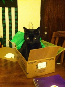 online-cats:  The cat box stare