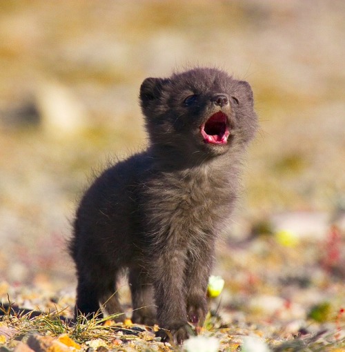 teratocybernetics: lolcuteanimals: Baby arctic fox calling. IT IS SO LITTLE IT ONLY HAS THE TWO TEET