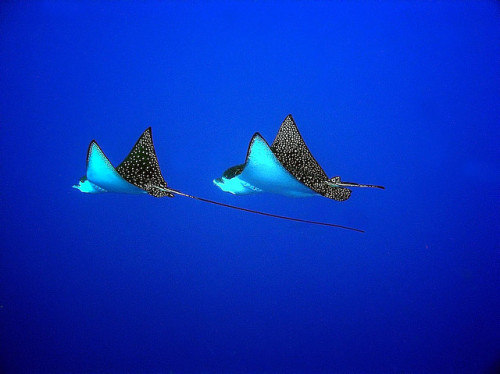 Spotted Eagle Rays by Peter Liu Photography on Flickr.