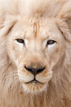 captvinvanity:  White Lion| Photographer | CV