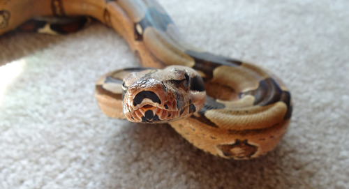 crispysnakes:Gave Cherry Coke a little time to stretch out.Cherry Coke - Suriname Red Tail Boa (boa 