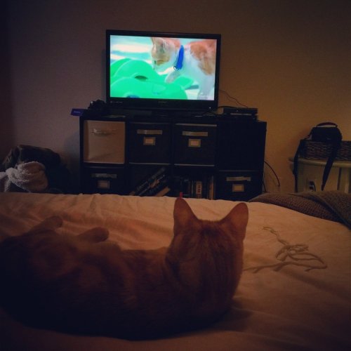 catsandkitten:Osh is really getting into this Kitten Bowl