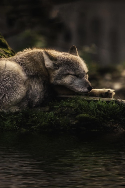 XXX tect0nic:  Sleeping where the waters flow photo