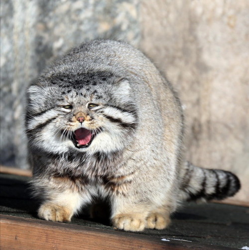 mostlytoebeans:mostlycatsmostly:More Pallas Cat (via mbibi)love me some SCREAMING RECTANGLE