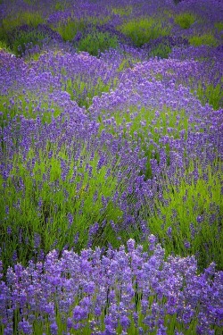 whipvines:Auschwitz Reichenberg | via Tumblr