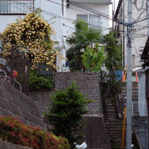 uroko:tokyo dreams | ©©©