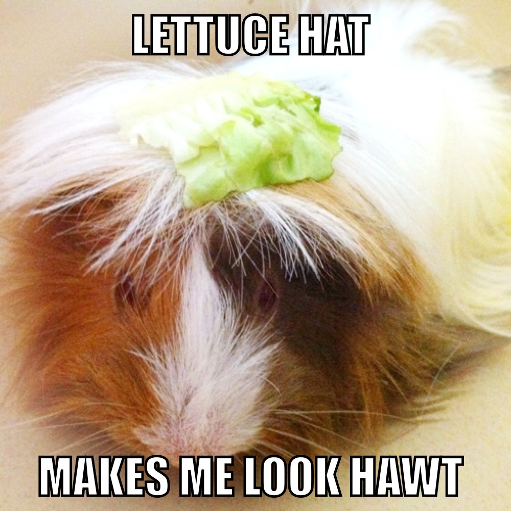 Guinea Pig Memes