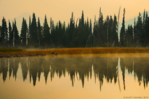 woodendreams:  (by Scott Smorra)