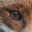 spiritedfox