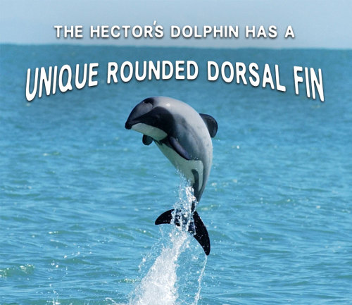 vbasement:  Get to know dolphins! 