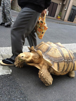 milliondollarnigga:  boredpanda:    World’s Most Patient Pet Owner Walks His Giant Tortoise Through Streets Of Tokyo    Master Roshi himself