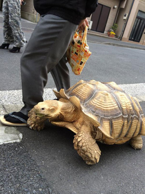 facts-love:World’s Most Patient Pet Owner Walks His Giant Tortoise Through Streets Of Tokyo