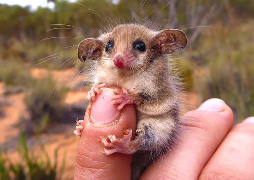 boredpanda:    Awesome Possums And Opossums   