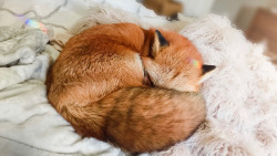 pequenoaconchego:  everythingfox:Fox Croissant  Wonderful!