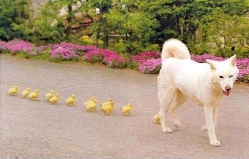 claudiagray:  Baby ducks, apparently imprinted on the wrong mama. Luckily, she’s