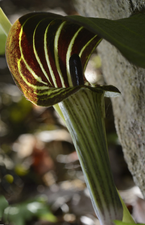 ray-sussmann:  Beautifully striped Jack-in-the-pulpit ©Raymond P Sussmann 