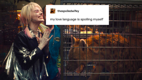 birds of prey + text posts (harley quinn edition)16/?