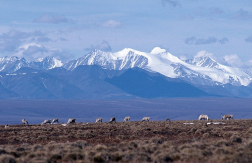 thingswithantlers:Despite shutdown, Trump administration continues work to begin oil drilling in Arc