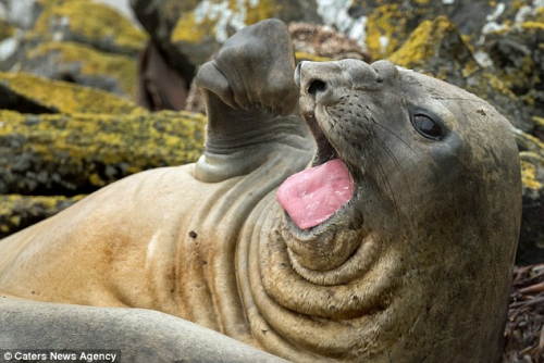 slushyseals: So I found an image of this ridiculous looking elephant seal and bunno just 