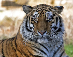 jaws-and-claws:  Tiger Head by Lawrence G