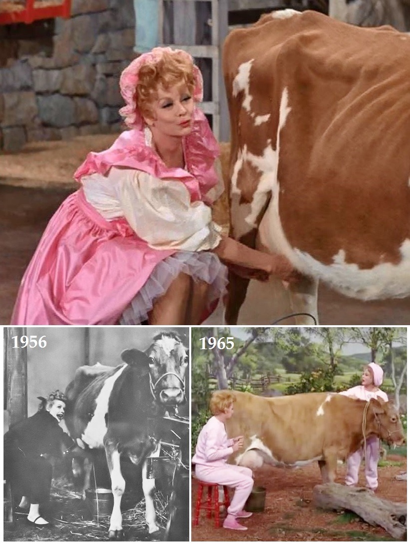 #23* I LOVE LUCY-LUCY MILKING A COW-4"X6"- 
