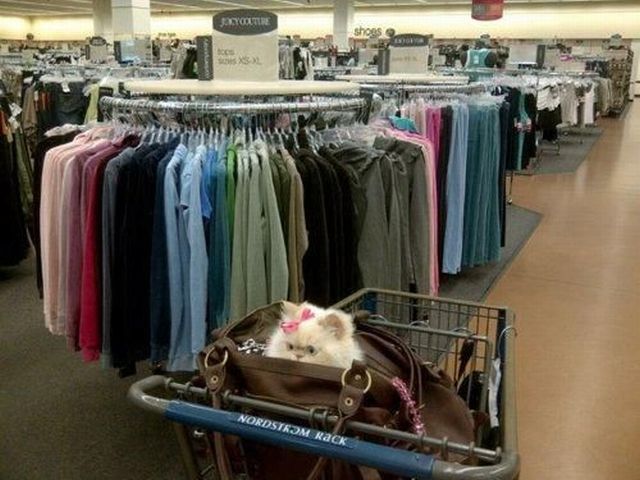 impressedcats:  get in loser we’re going shopping 