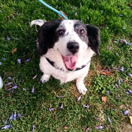 #sally con carita de penita, pero estaba feliz por su paseo y pelear con otro perritos(en Barrio Rep