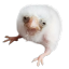 kemi09chan