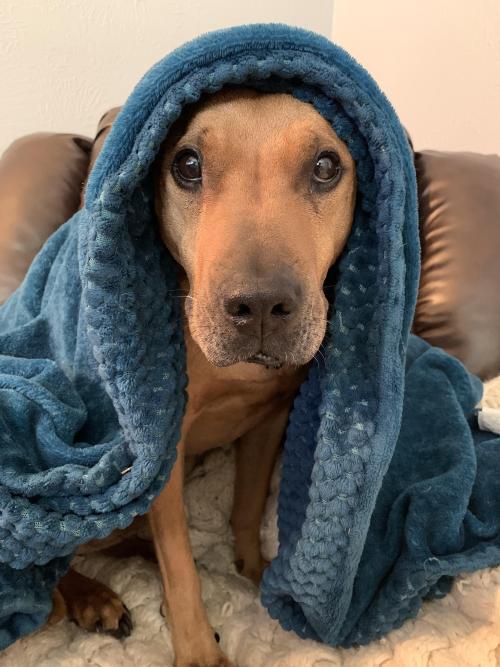 totallydoglife