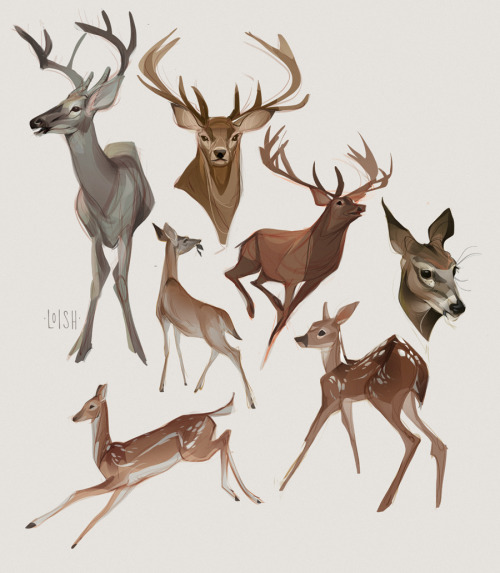 Some deer studies! I’m using the lasso / selection tool more and more to add color.  For those who a