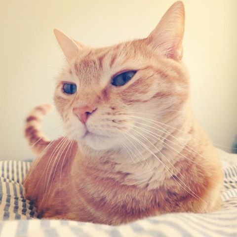 naturelvr69likes:onceuponagingercat:Le Chatographe ♥ The king@mostlycatsmostly .