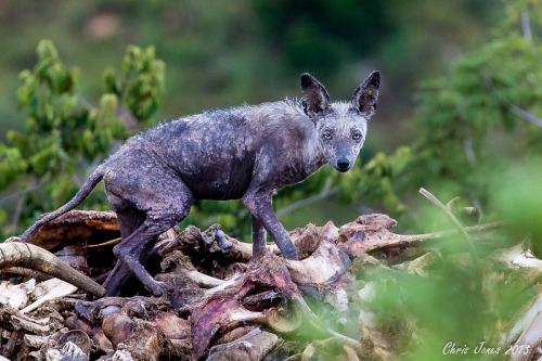  Mangy Canid ComparisonsCoyotes (Canis latrans) stricken with mange, a skin disease caused