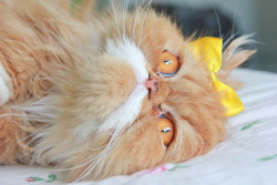 okithecat:  Oki loves his bows ^o^ 